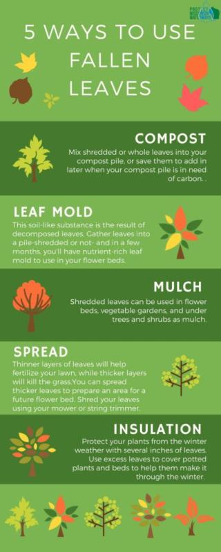 5 Ways To Use Fallen Leaves