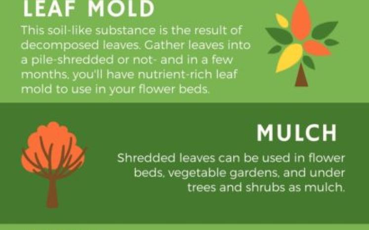 5 Ways To Use Fallen Leaves